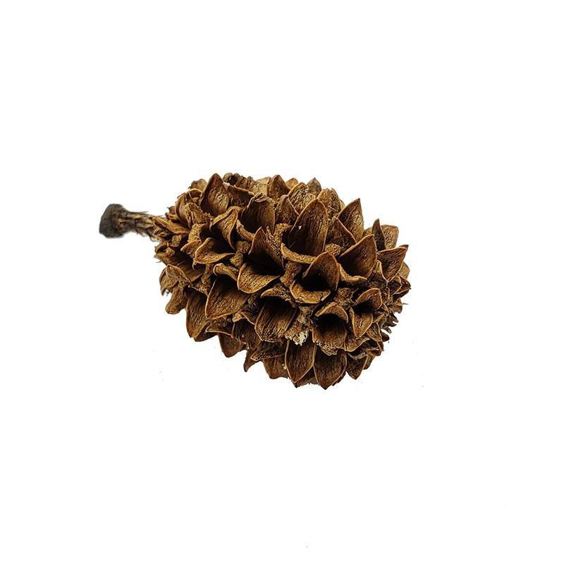 Small Casuarina Cones - Castle Dawn AquaticsAquarium Aquatic Aquascaping Botanicals