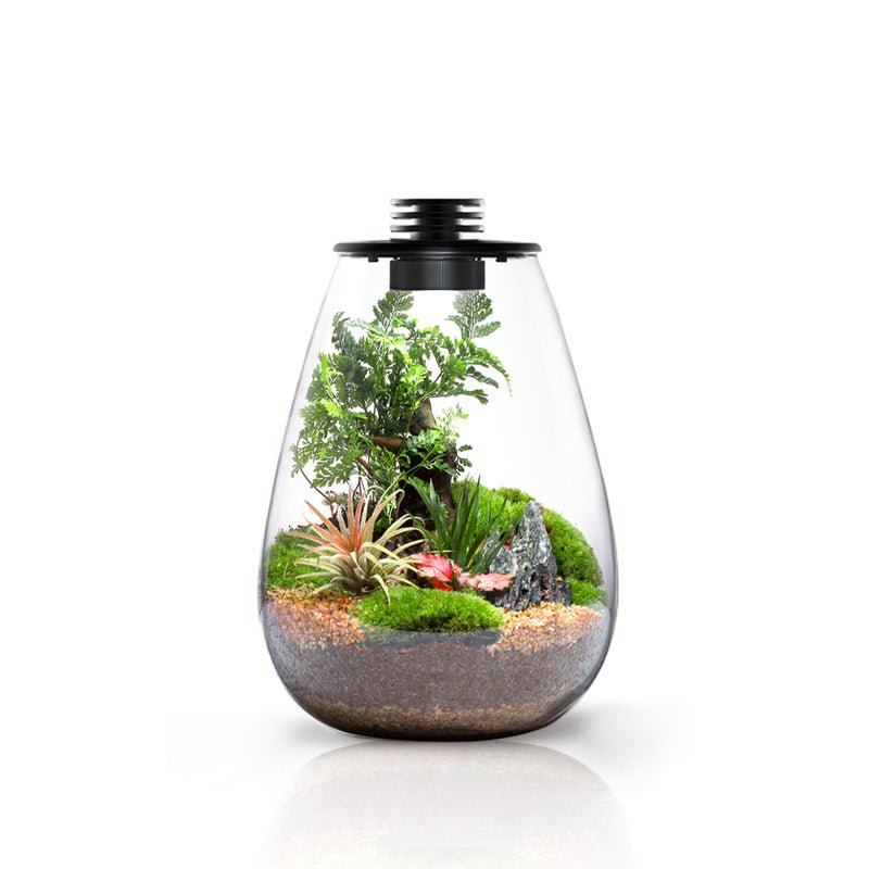 Tear Drop Terrarium (SD-175 / SD-200) With LED - Castle Dawn Aquatics