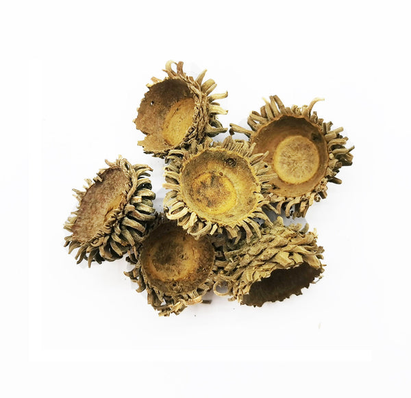 Turkey Oak Acorns - Castle Dawn Aquatics