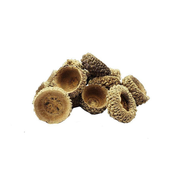 White Oak Acorn Cups - Castle Dawn AquaticsAquarium Aquatic Aquascaping Botanicals