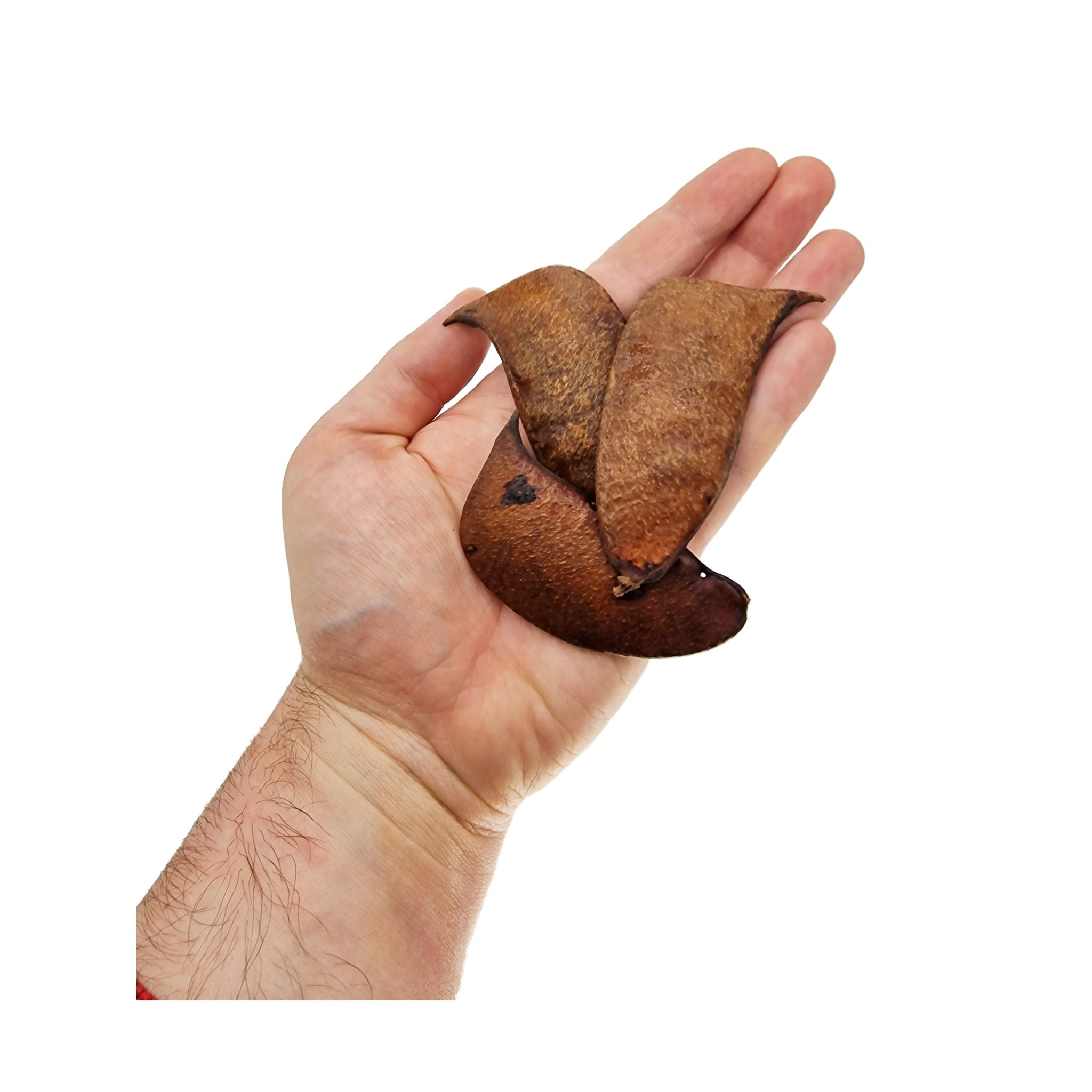 Whole Dried Afzelia Pods (8 Pack) - Castle Dawn Aquatics