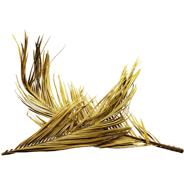 Whole Extra Large Palm Branch Leaf (6 Pack) - Castle Dawn Aquatics