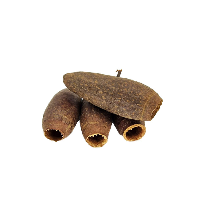 Whole Trumpet Cariniana Pods (10 Pack) - Castle Dawn Aquatics