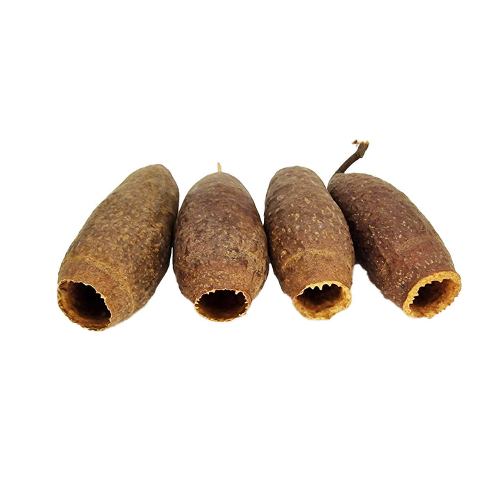 Whole Trumpet Cariniana Pods (10 Pack) - Castle Dawn Aquatics