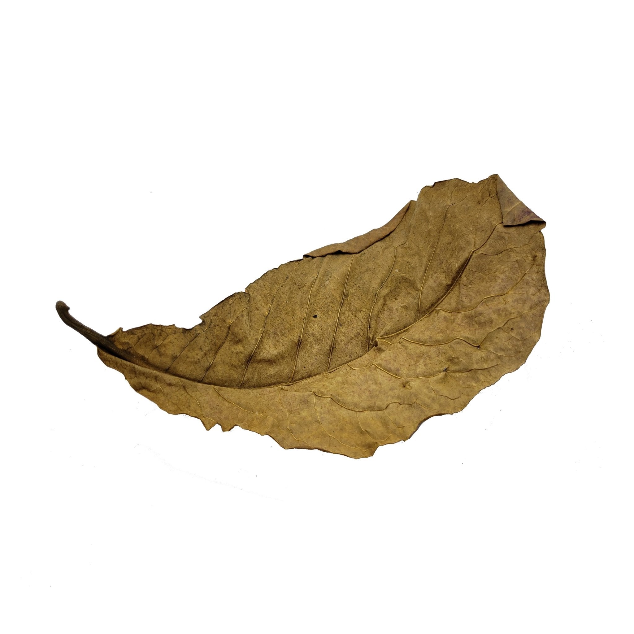 X-Large Indian Catappa Almond Leaves (IAL) - Castle Dawn AquaticsAquarium Aquatic Aquascaping Botanicals