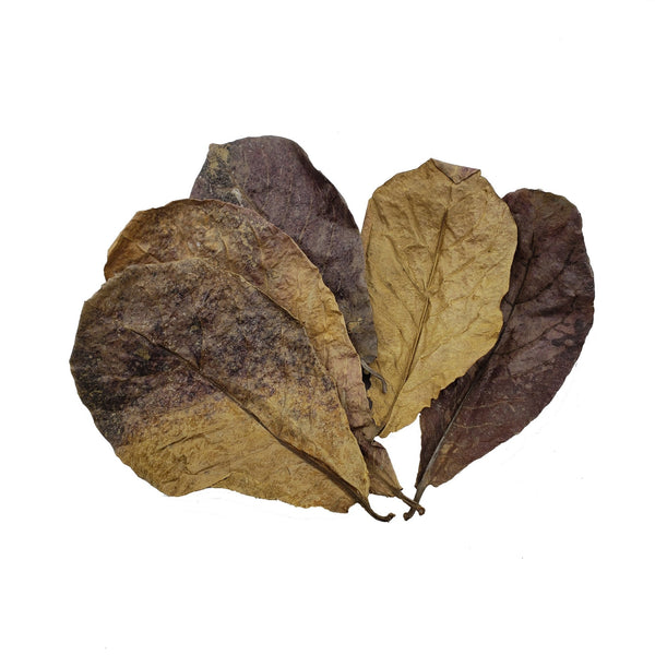 X-Large Indian Catappa Almond Leaves (IAL) - Castle Dawn AquaticsAquarium Aquatic Aquascaping Botanicals